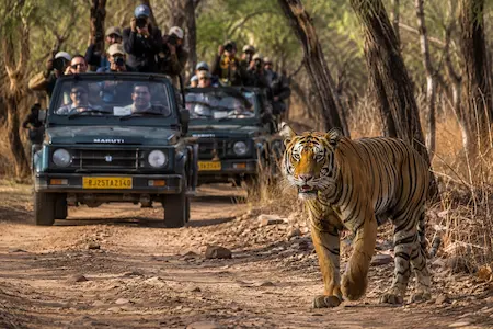 Ranthambore day trip